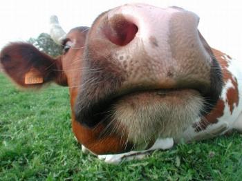oh-la-vache-206574.jpg