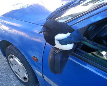 7 oct 2013 je garde la voiture.JPG
