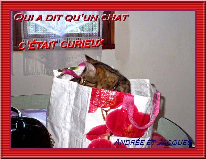 qui a dit qu'un chat, c'était curieux.jpg