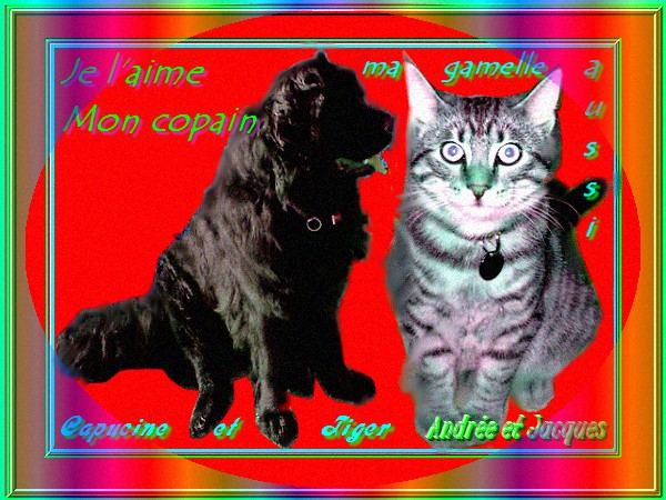 je l'aime mon copain Capu et Tiger fond rouge.jpg