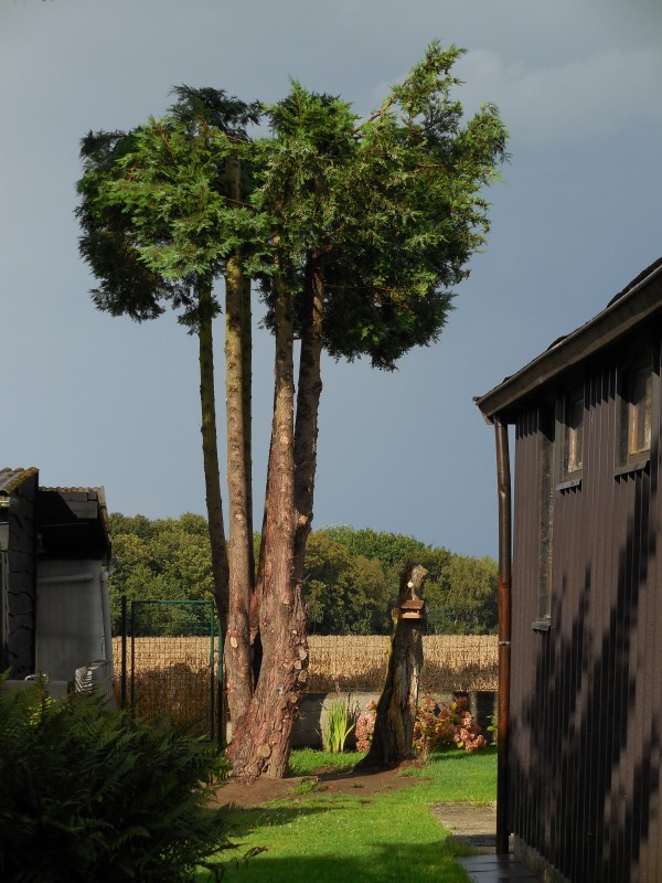 Arbre.jpg
