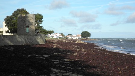 NOIRMOUTIER 012.jpg