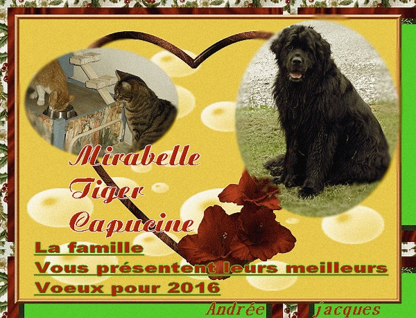 Voeux pour 2016.jpg