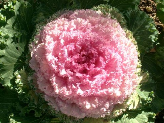 PICT0225.JPG