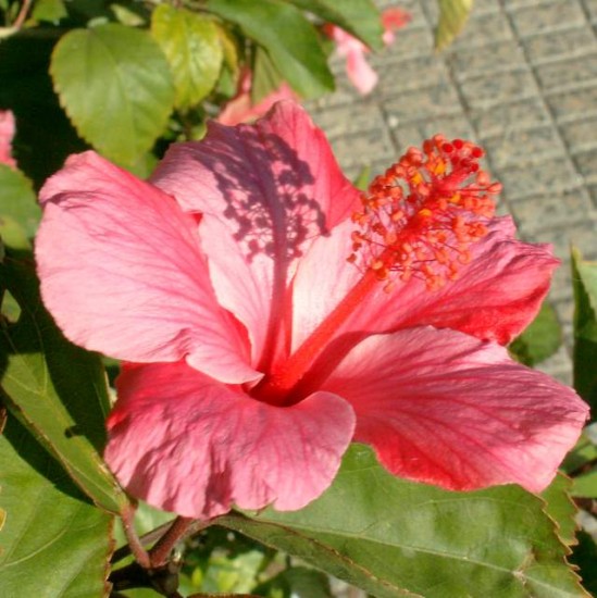 PICT0419.JPG