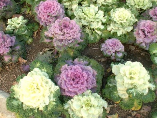 choux décoratifs - janv 2011 -.JPG