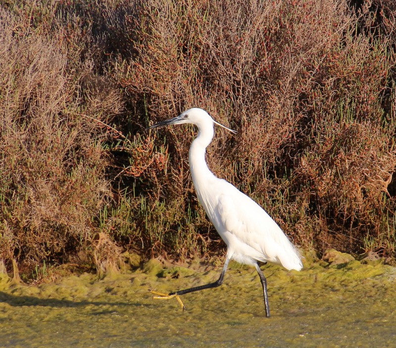 IMG_0591.jpg aigrette.jpg