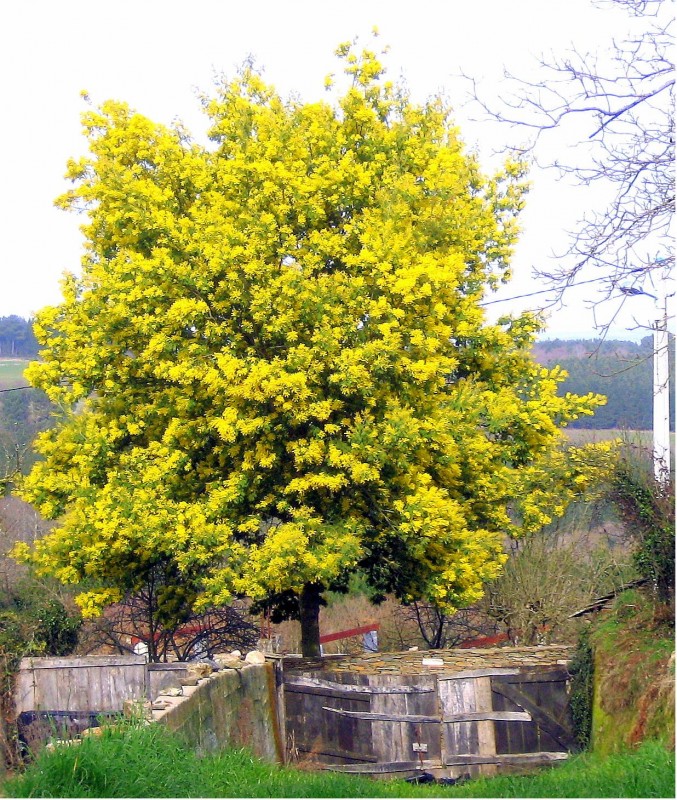 Acacia_dealbata_ Mimosa d'hiver ..jpg