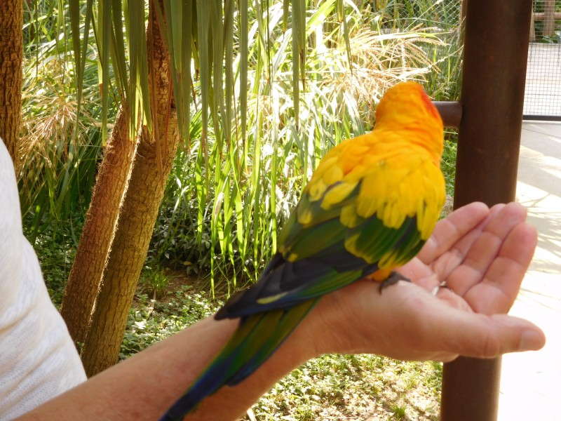 conure soleil 1.JPG