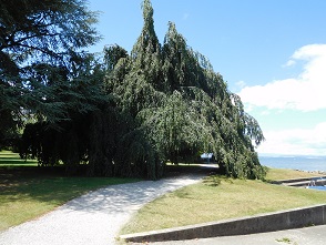 AMPHION les bains un arbre dans le parc.JPG