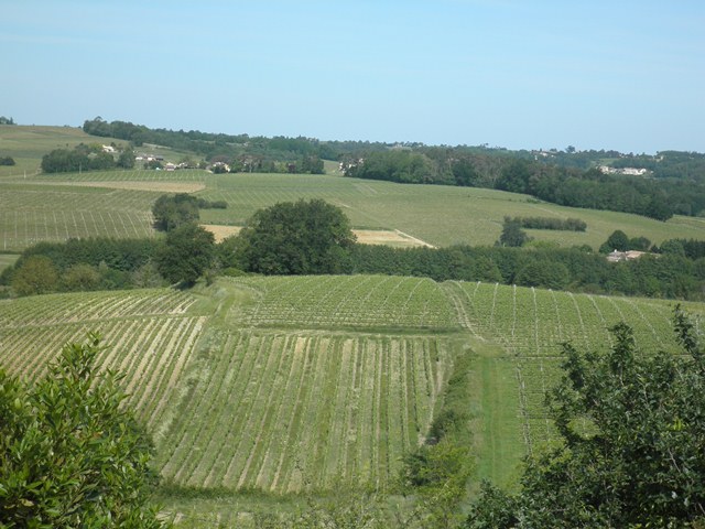Vignes PUGNAC.jpg